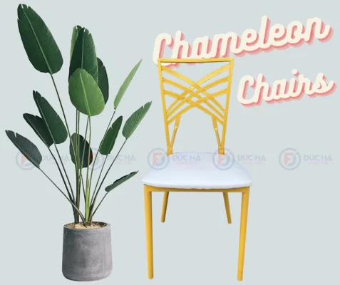 ghế chameleon cho tiệc cưới